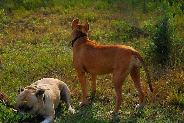 #pitbull #amstaff #Ozzy #Tara