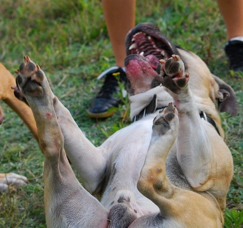 #pitbull #amstaff #Ozzy #Tara