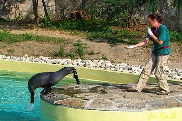 Nelson i Jojo - kotiki wrocławskie #kotiki #uchatki #foki