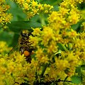 jesieni c.d. ... :)) #jesień #ogród #kwiaty #pszczoła #makro #owady