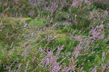 wrześniowe wrzosowisko #wrzos