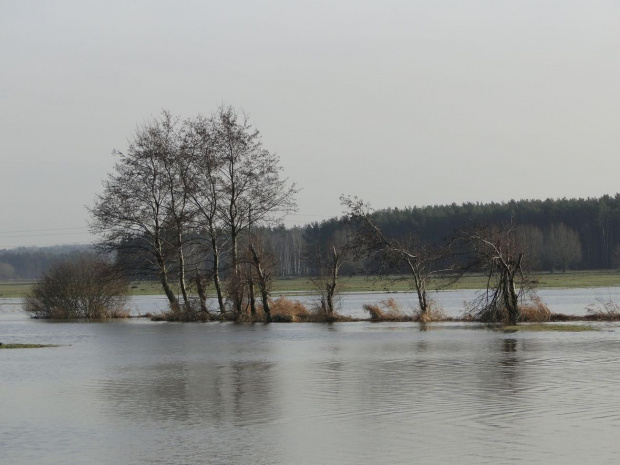 Roztopy na rzece Obra między Talarami a Mszczyczynem