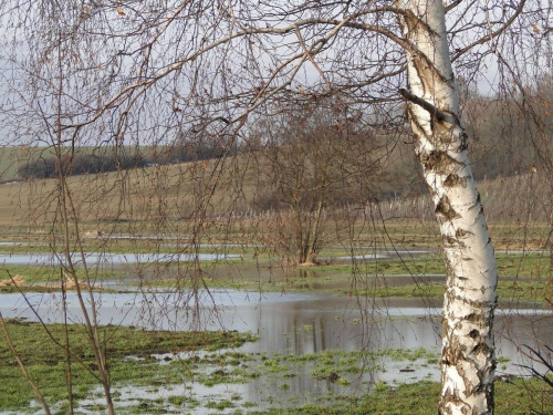 Brzozy mają coś w sobie ... nie sposób przejść obojętnie :)