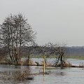 Roztopy na rzece Obra między Talarami a Mszczyczynem