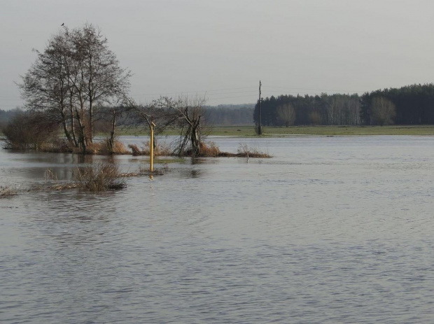 Roztopy na rzece Obra między Talarami a Mszczyczynem