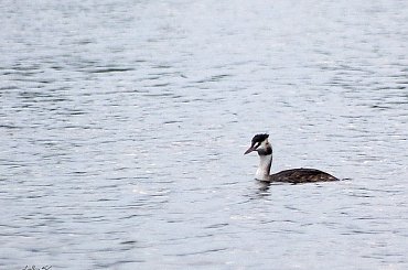 nad wodą ... #jesień #NadWodą #Dębowa #jezioro #ptaki #perkoz