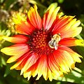 29.09.2009 Urodzinowe anturium z pszczółką
dla FELUTKA. #anturium #kwiaty