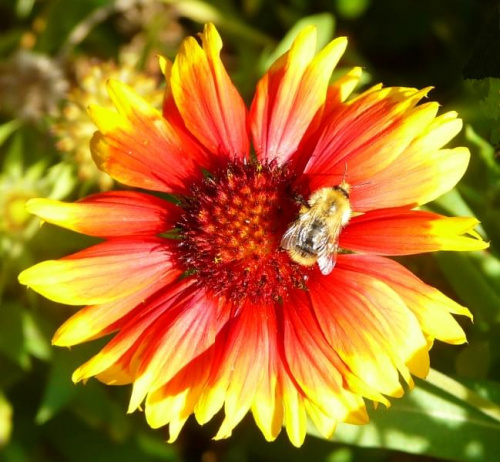 29.09.2009 Urodzinowe anturium z pszczółką
dla FELUTKA. #anturium #kwiaty